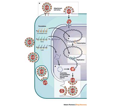 Γνώση της βιολογίας των ιών µας επιτρέπει την ανάπτυξη εµβολιακών στελεχών Το παράδειγµα του HSV-ORF61 Οι µηχανισµοί έµφυτης ανοσίας (innate immunity ) µπορεί να αναστέλλουν την έκφραση των γονιδίων