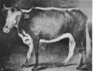 αγελάδων και είχαν µολυνθεί µε τον ιό της ευλογιάς της αγελάδας (cowpox).