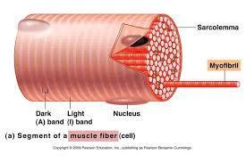 Δομή και λειτουργία σκελετικής μυϊκής ίνας Σαρκείλλημα Σαρκόπλασμα ΣαρκοπλασματικόΔίκτυο Πυρήνες Μυικά Ινίδια Ακτίνης Μυοσίνης (περιέχει νημάτια)