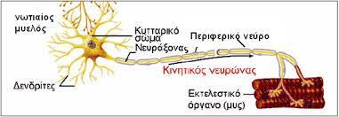 Νεύρωση Σκελετικών Μυών Νευρική Ώση Κινητικοί Νευρώνες Νευρομυική Σύναψη: το σημείο στο οποίο η νευρική απόληξη συναντά τη μυική ίνα Νευροδιαβιβαστές: μόρια ακετυλοχολίνης στο τελικό άκρο του άξονα,
