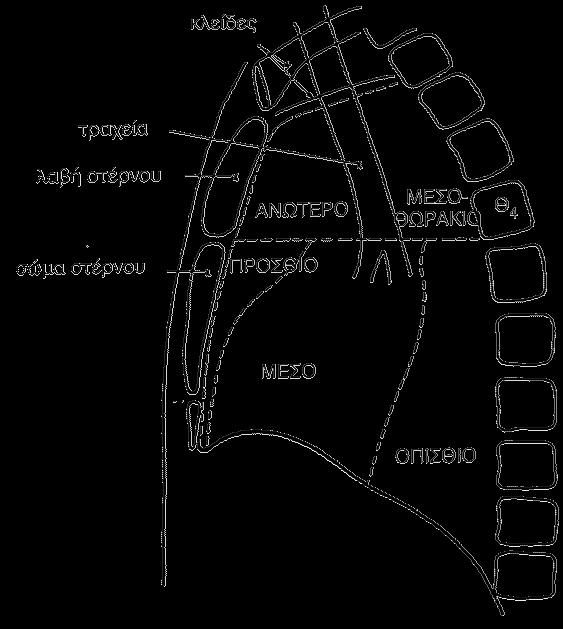 ΜΕΣΟΘΩΡΑΚΙΟ Δ. πνεύμονας Αρ.