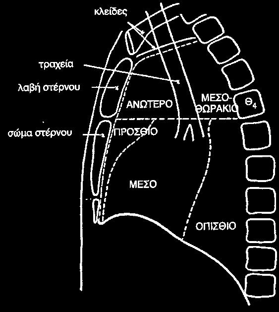 ω λοβ ός Μέσος λοβός Κάτω λοβός