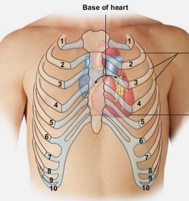 ΒΑΣΗ ΚΑΡΔΙΑ ΠΛΕΥΡΕΣ κωνικό σχήμα ΒΑΣΗ: άνω πίσω δεξιά, περιλαμβάνει τους κόλπους ΚΟΡΥΦΗ: εμπρός κάτω αριστερά, περιλαμβάνει αριστερή κοιλία στο μέσο μεσοθωράκιο μεταξύ 2 ου 6 ου μεσοπλεύριου