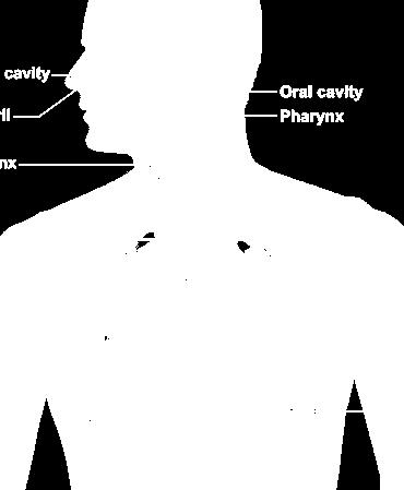 πνεύμονας διάφραγμα Ανταλλαγή αερίων Σύστημα: Λάρυγγας, Τραχεία, Βρόγχοι,
