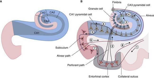 CA1: δύο στοιβάδες μικρών πυραμοειδών κυττάρων, CA2 : στενή στοιβάδα μεγάλων πυραμοειδών κυττάρων, CA3 χαλαρή στοιβάδα