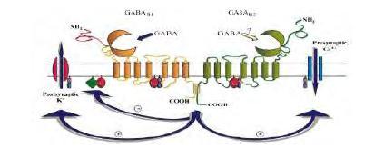 GABA-Β Συζευγμένοι με κανάλια ιόντων ασβεστίου ή καλίου μέσω G- πρωτεΐνών και ενεργοποιούν συστήματα δεύτερου αγγελιοφόρου μέσα στο κύτταρο Αναστολή δίαυλων