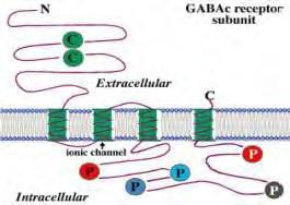 GABA-C Η λειτουργία τους δεν επηρεάζεται από βενζοδιαζεπίνες και βαρβιτουρικά Δεν ευαισθητοποιούνται από μπακλοφαίνη