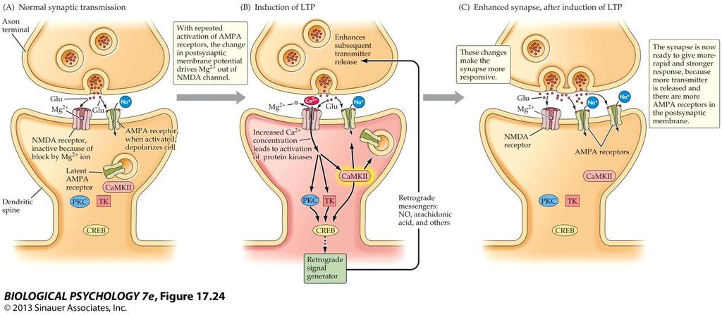 Roles of the NMDA and AMPA Receptors