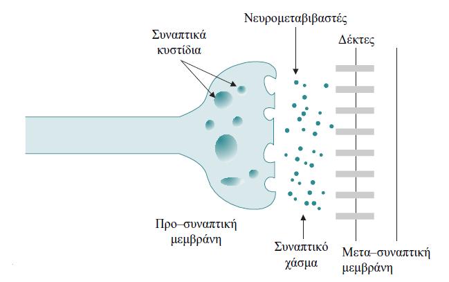 4 Γνωσιακό Υπόβαθρο Σχήµα 1.1: Ο ϕυσικός νευρώνας Σχήµα 1.