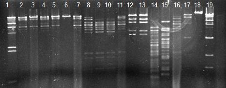armocnda mgrznobiare EkoR V da BamH I fermentebis mimart (VmimL4 da V.mimK5).