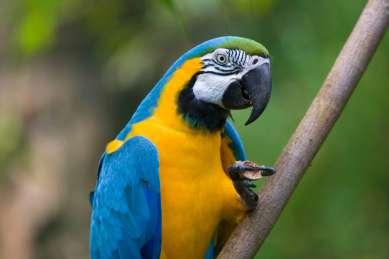 Blue and yellow Macaw White-Eyed Parakeet Greater Ani Yellow-Billed Tern Black Skimmer Plumbeous Pigeon Ruddy Pigeon Blue-And-Yellow Macaw Red-Bellied Macaw