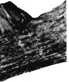 PLATE If.