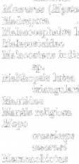 . semiquincunciatus 398 Macro/fUS helerokpis,398 petersolli S99 quadricristatus 398 Macrurus (Ooelorhynchus) quadri.. cristatus 398 Macru'fU8 (Mystaconurus) cavernoslla 398 Madrepora.