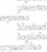 Selar hoops crumenophthaldlus Serioagobio~'des. Serphidae,serphinae Serphoidea Ser;Phus gravidator gra vidator gra vidator gra vidator partipes sp,.