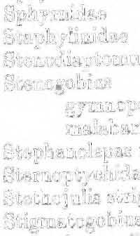 . Sphyrnidae Staphylinida,e Stenodiaptotnus Swnogobius gymnopomus malabaricus Stephanolepas mudcata Sternoptychidae Stetbojulis strigive tee Stigmatogobius. 1 h'oevenii.