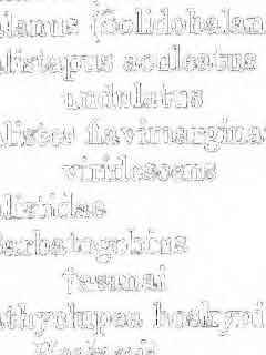 auricoma 4, 17, 27, 49 bala I oides 37 bimae 48 ealceolus 4, 19, 56 ~ren3tus ]2, 15 ~epa 4., 17, 47, 51, 53, 54.ciliatus 4, 17, 38, 47, 49, 50,.