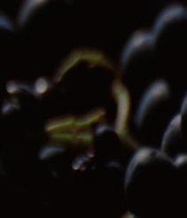gamowurvis Semdeg WaWisa da klertis srul raodenobas amateben qvevrsi Casxmul tkbils da daaxloebit 10 dris ganmavlobasi, dresi