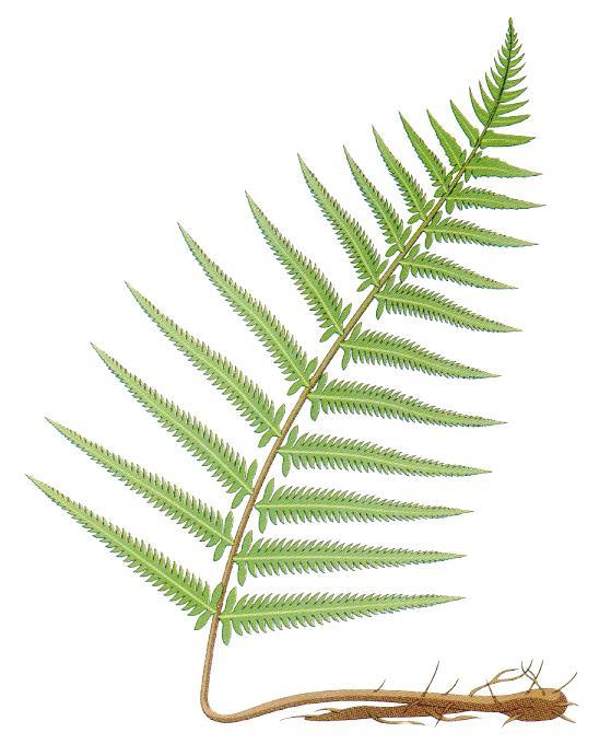 COMPOUND FERN