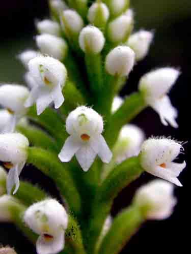 fimbriata terr, 1-3000m 5