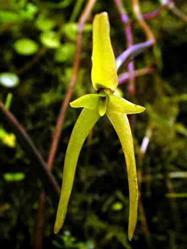 2500m 6 Brachtia andina epi,