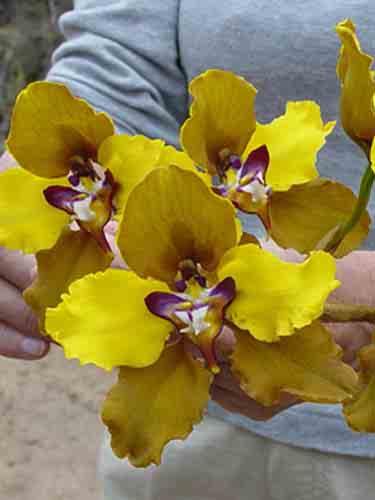 Cryptocentrum latifolium 15