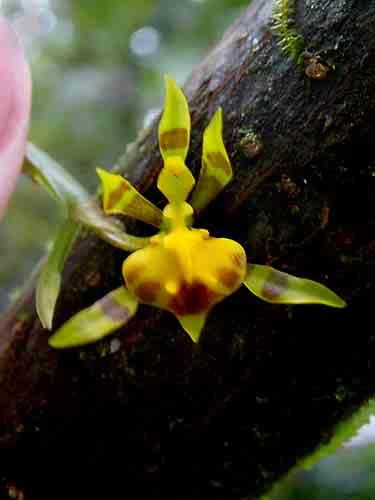 500-3000m 16 Cyclopogon sp.
