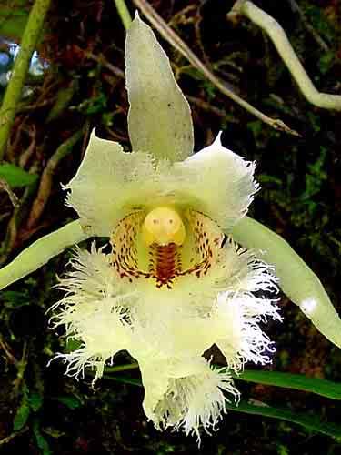 Conservation Programs, The