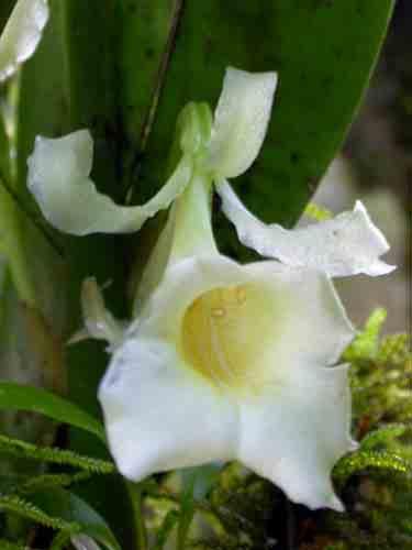 184 Stelis nanegalensis