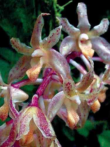 191 Trichopilia rostrata