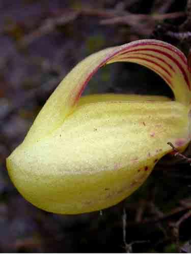 Xylobium leontoglossum