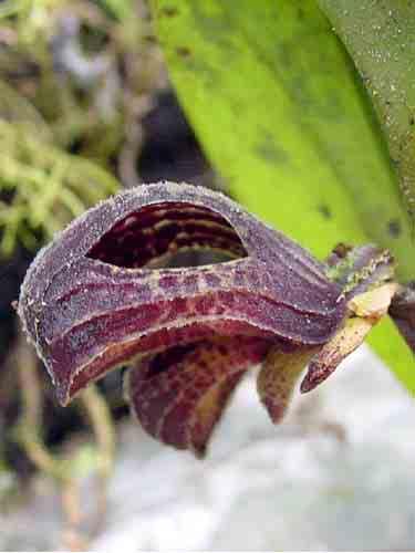 196 Xylobium pallidiflorum