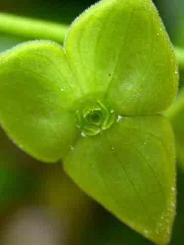 San Diego County Orchid