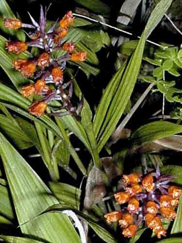 wallisii ENDEMIC epi, 1000-2500m