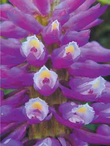 Elleanthus discolor 34 Elleanthus