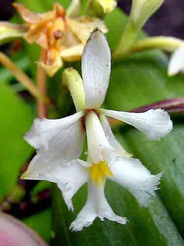 terr/epi, 500-3000m 36 Elleanthus