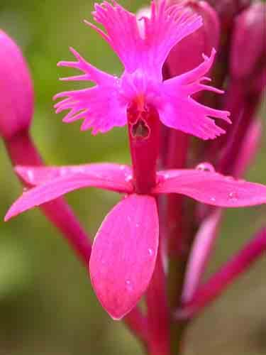 Epidendrum excisum 47
