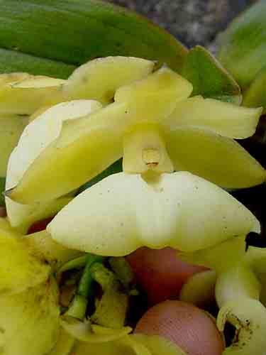 Epidendrum macroöphorum epi,