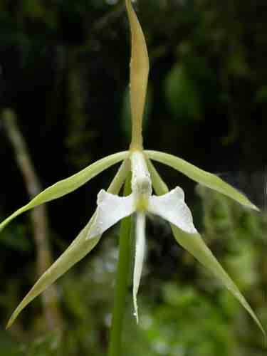 Epidendrum calanthum 44