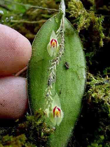 ocellata epi, 500-1500m 67