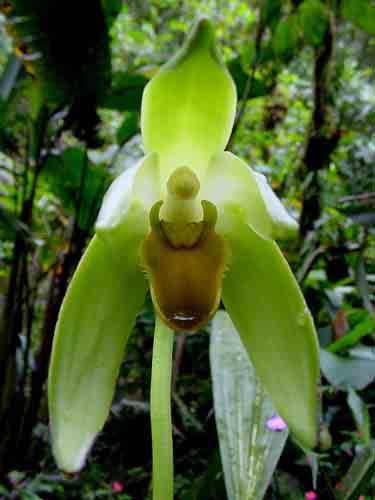 pteropogon 74 Lepanthes