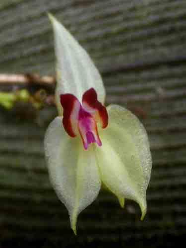 1 61 Eurystyles cotyledon