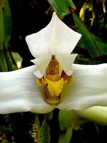 nidifica 84 Masdevallia
