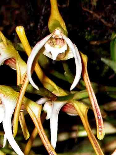 cryptobulbon 90 Maxillaria