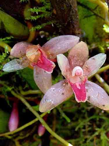pardalina 94 Maxillaria