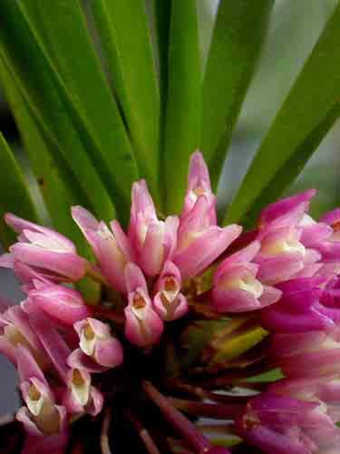 Conservation Programs, The