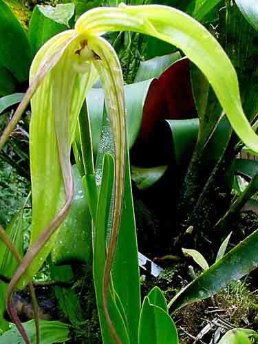 hapalotyle 109 Oncidium
