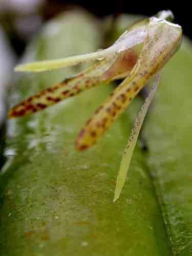 pendactylon 113 Otoglossum