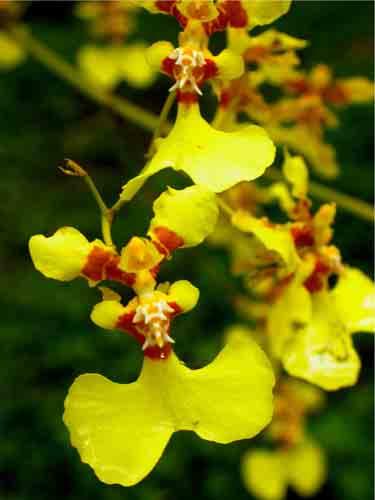 4 102 Myoxanthus sp.