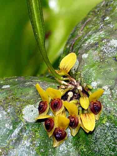 Maquipucuna Reserve, Pichincha,
