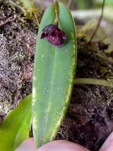 ENDEMIC terr/epi, 1-2000m